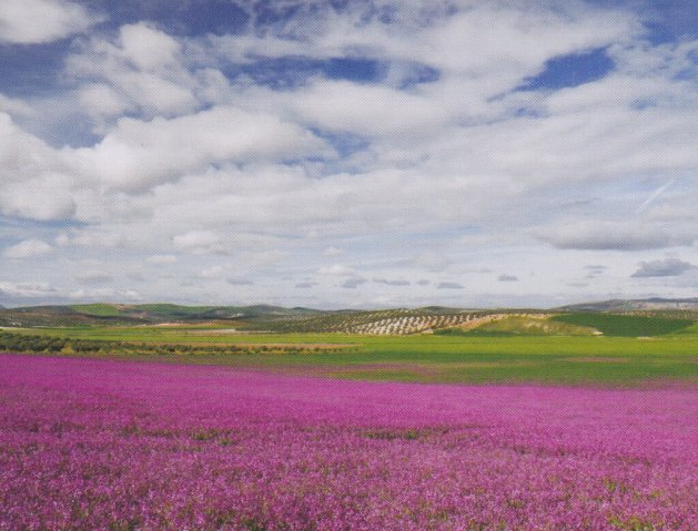 Paisaje (1)